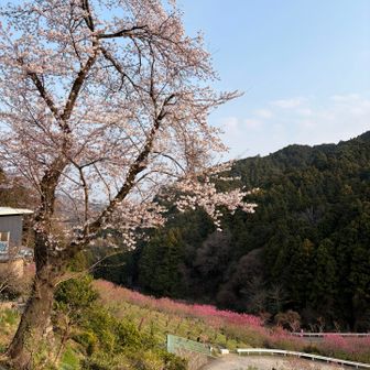 背の高い山桜も沢山あります