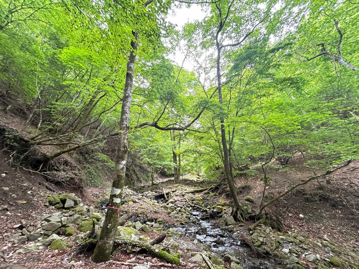 新緑の森を歩いていく、最高