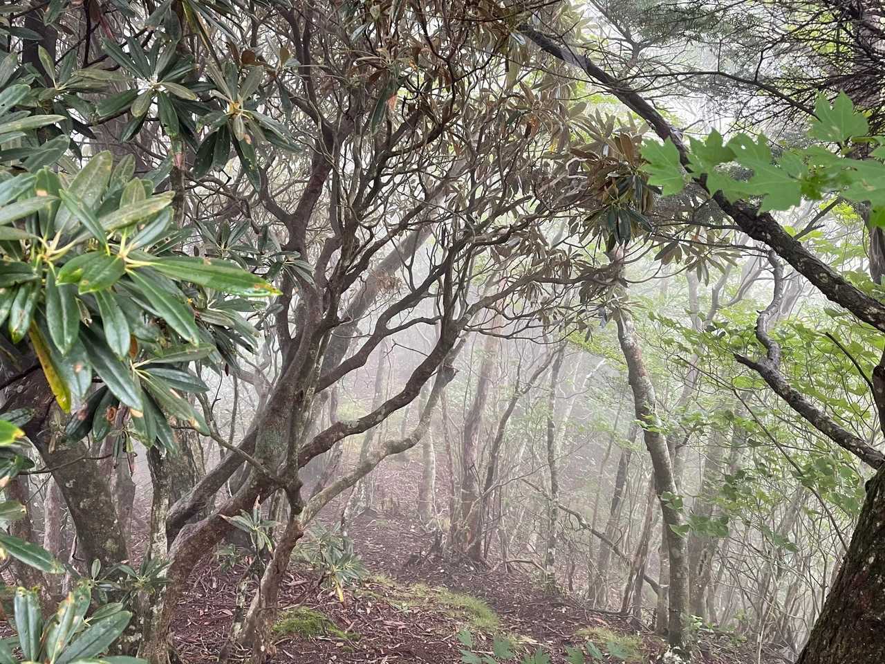 沢山の🌸石楠花を除けながら進む