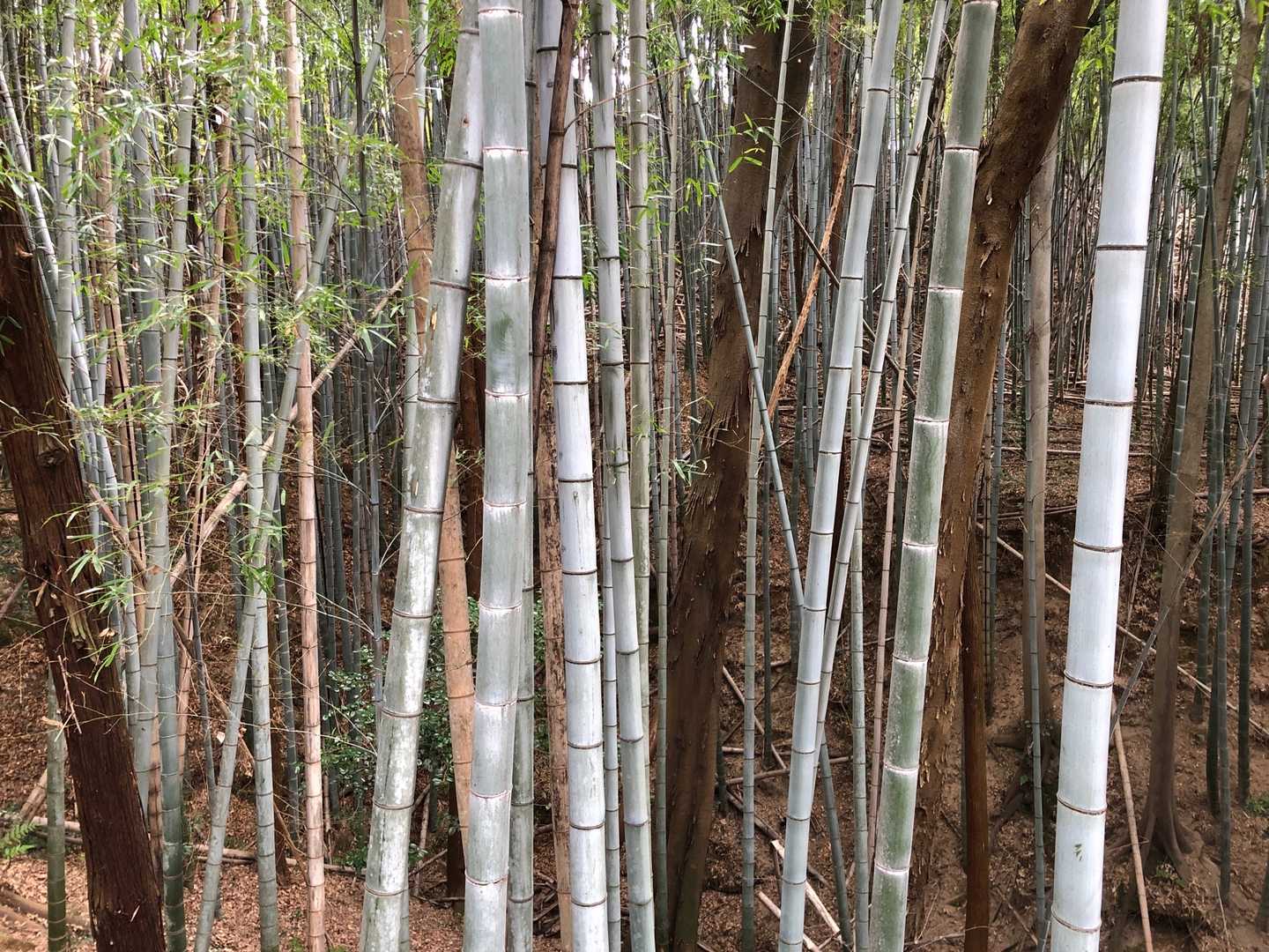 岩滝山周辺は竹林が多い。