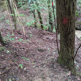 破線ルートでもないのに、ちょいちょい道を見失い、引き返す💦
いつもは、しっかり者の山友さんにくっついて行くから、地図なんてほとんど見ないけど、ソロではそうはいかない。
山友さんの昔話を聞いた事あるけど、彼女もソロでこんな…もっともっと色々な経験して、今に至るんだろうなぁ〜なんて、普段考えないような事を思いながら、プチ冒険を楽しみました。