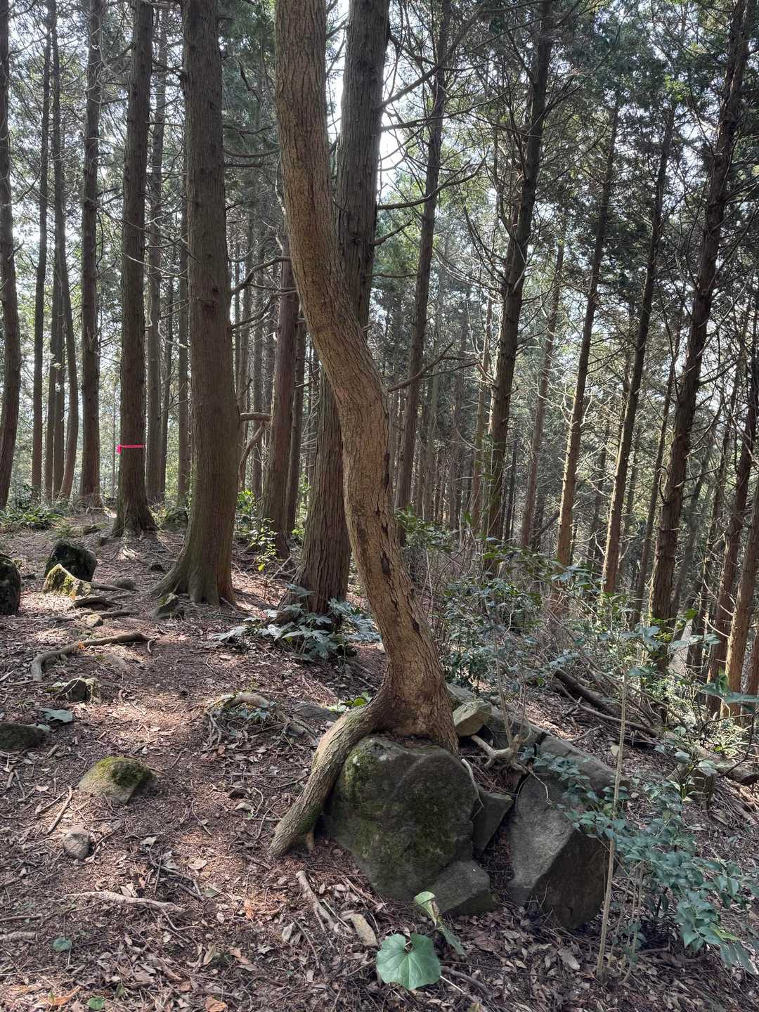 石の上にも三年🪨