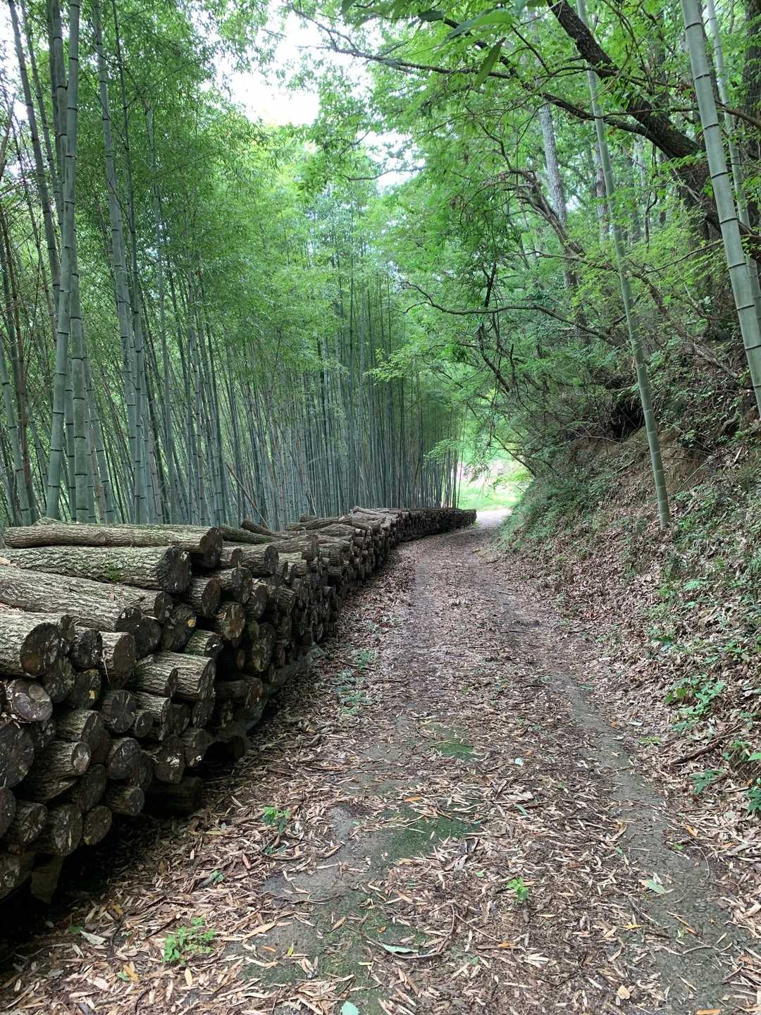 原木はあるけど、栽培しているのは見ないな。