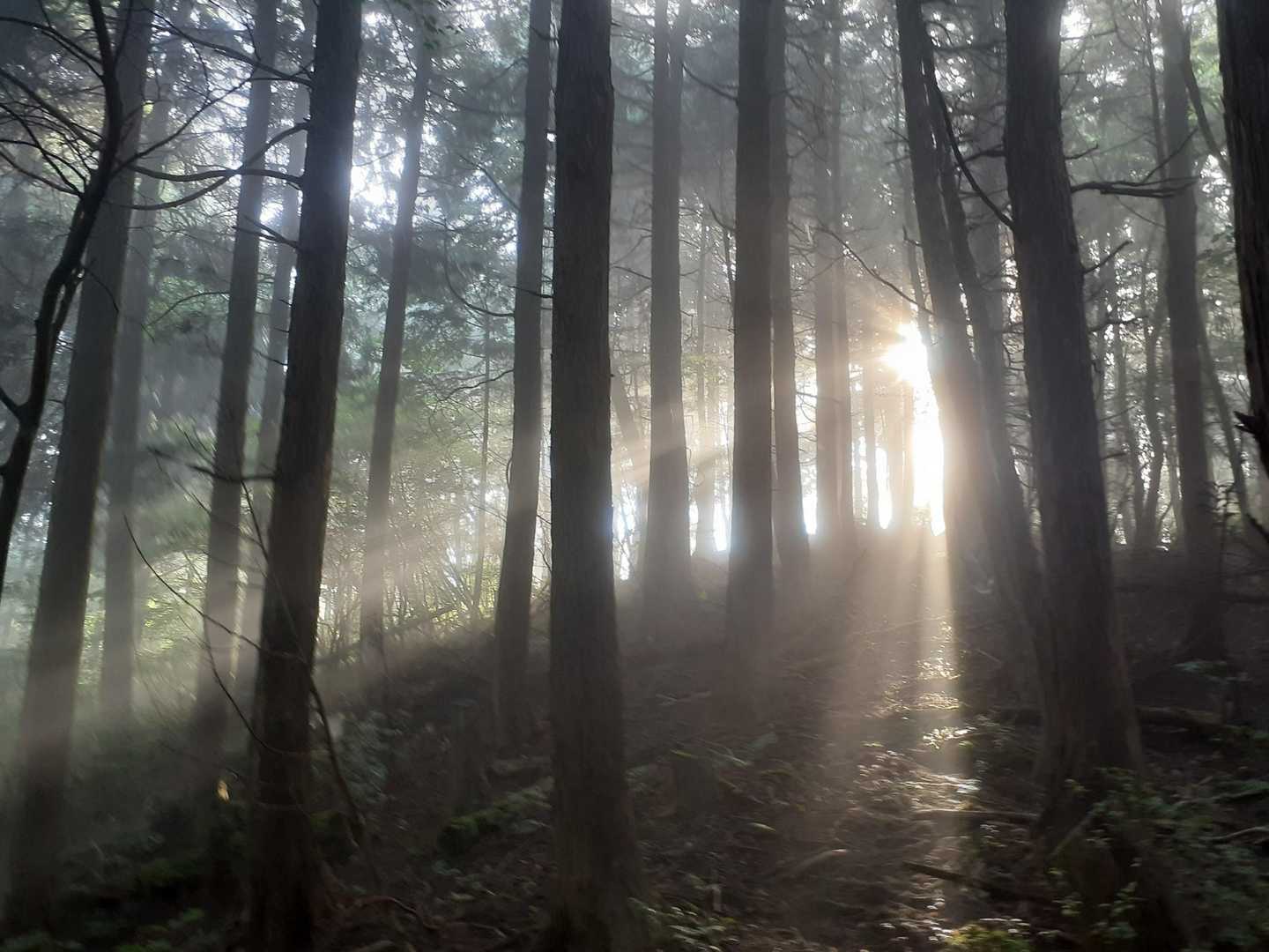 渡神岳 往復コースの写真