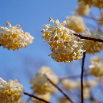 ミツマタもちょっとあった