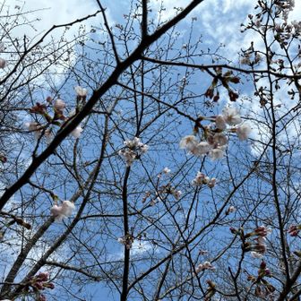 道が乾いていたので
石射太郎山にも寄りました
🌸