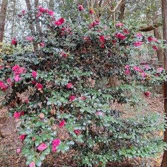 山茶花の花が咲いている😄