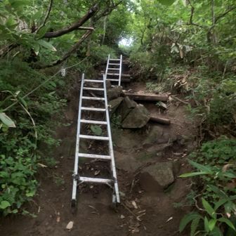 ずっと急登続き、このハシゴいるのかな