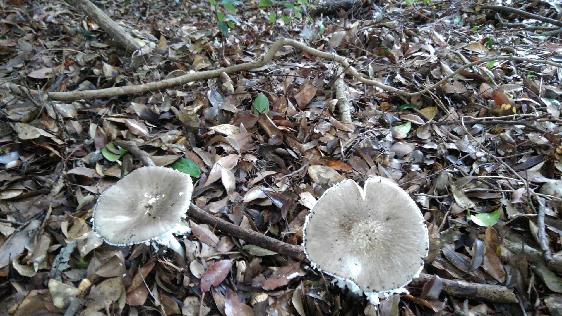 🍄兄弟🍄