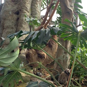 ナマケモノ🦥…カピバラというニックネームは，足羽山のカピバラ由来🤗でも､よく考えたらナマケモノの方がピッタリ😁いつもソファーに食べる時とトイレ以外，トドの様に寝そべってましたから…😅今は､健康に悪いので，無重力のリクライニングの椅子に座ってます😅