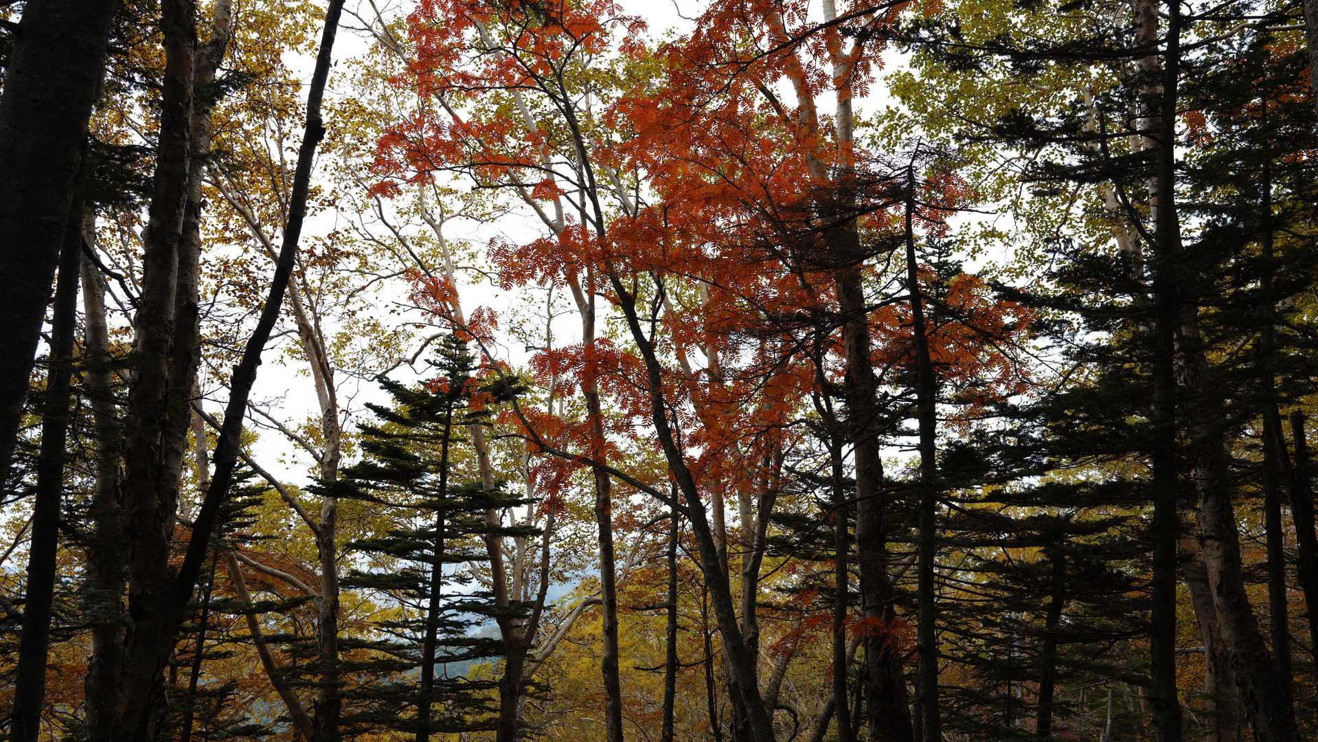 紅葉が綺麗でした（樹林帯の登山道の写真撮ってませんでした）