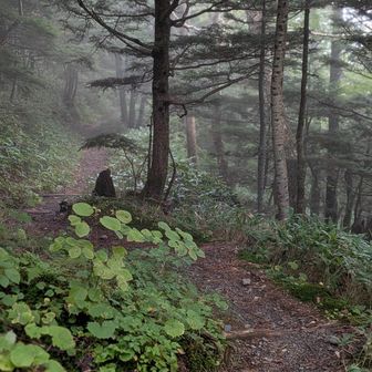 小雨の下山道🌿