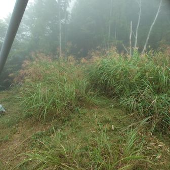 第３鉄塔をくぐり左側の草むらを掻き分けて行くと少しすると
標識あり