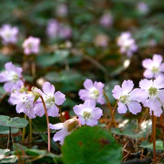 大きくて色が濃い