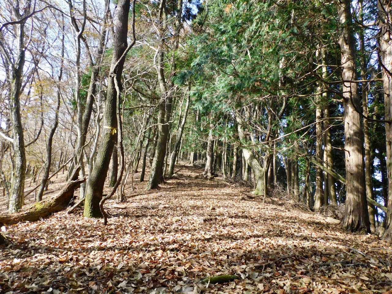 ちょっと登りがキツイ💦