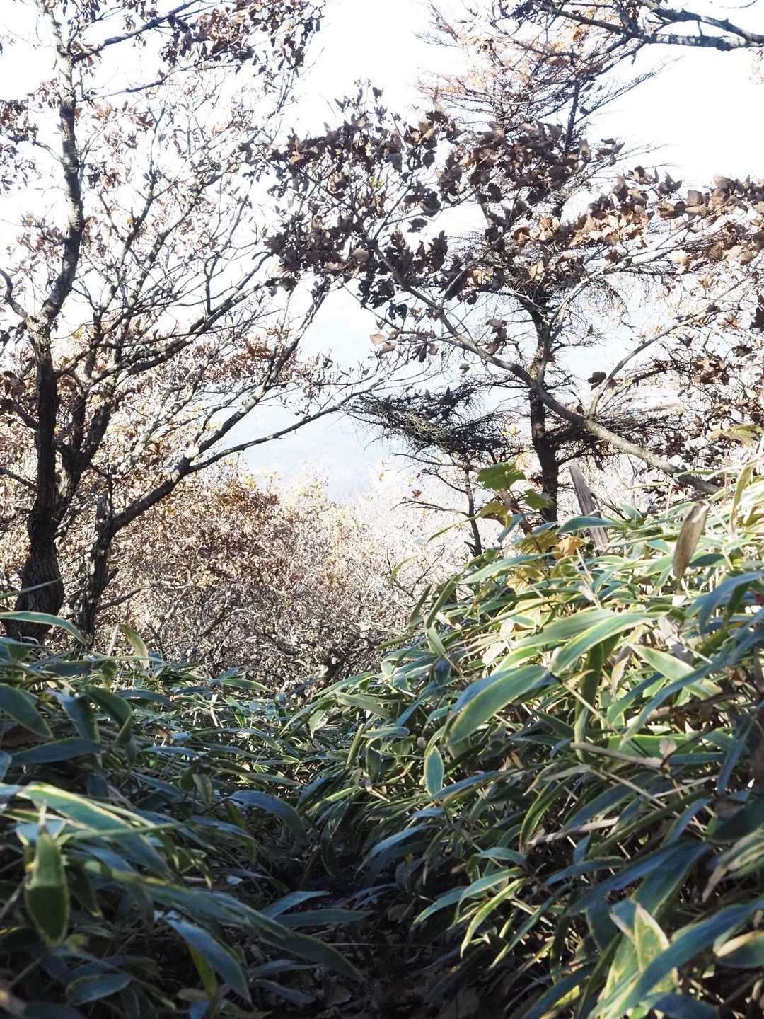 涌蓋山 往復コース（はげの湯）の写真