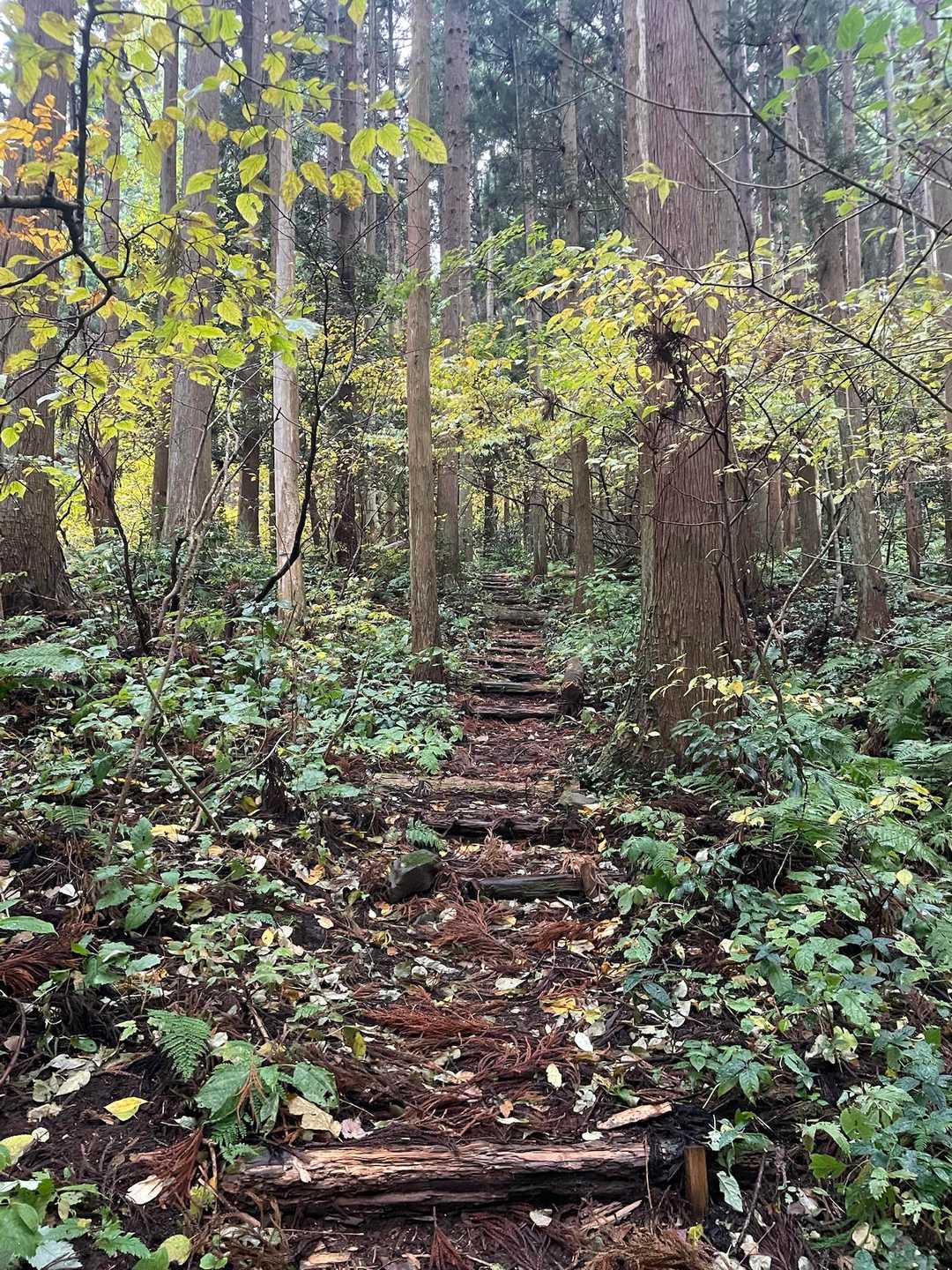 今日はこのコースで行きます🚶‍♀️