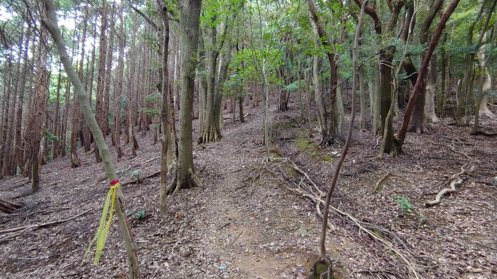 八郎岳 往復コースの写真