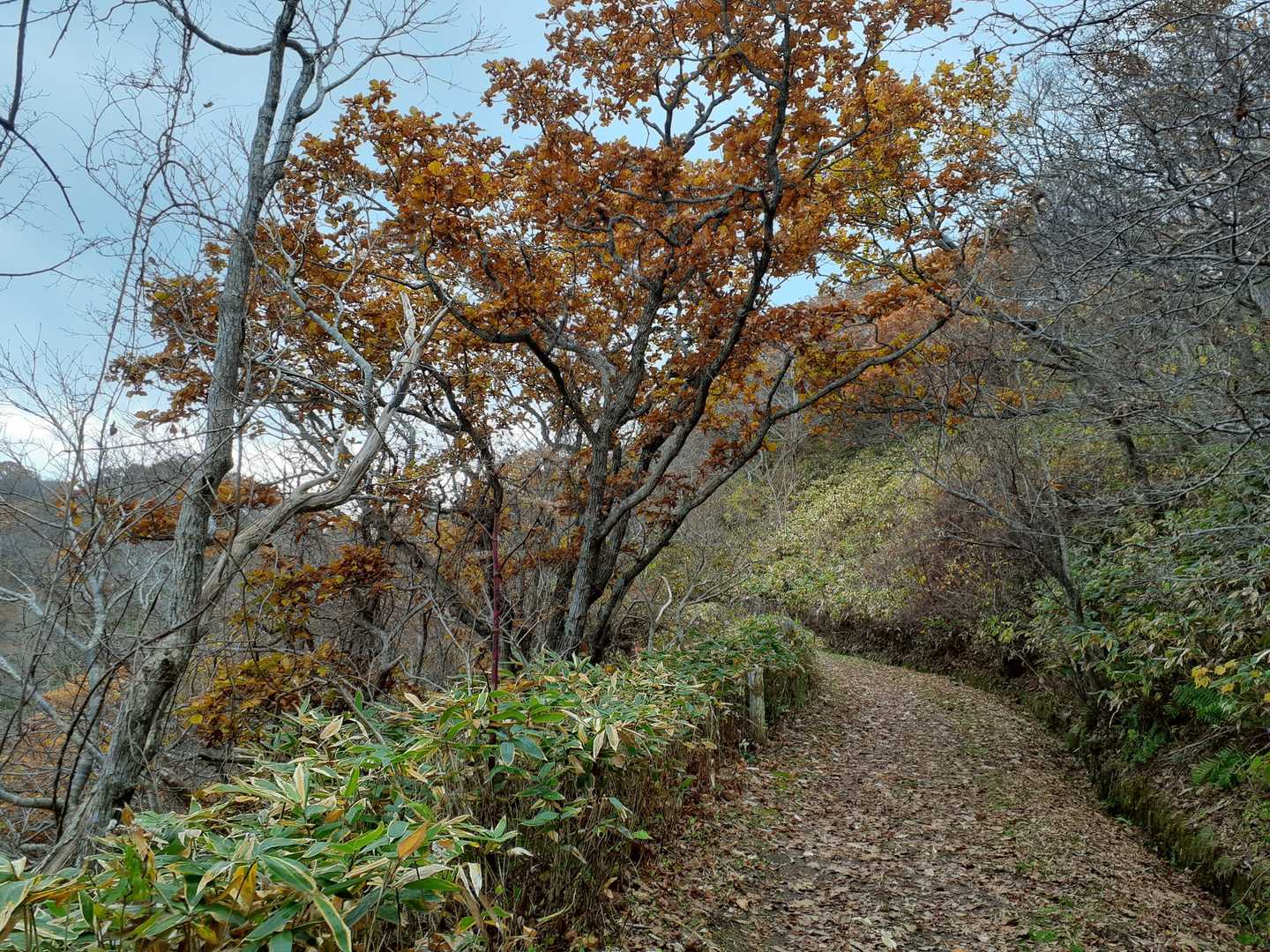 旧登山道コース登山口 周回コースの写真