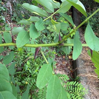 ハリエンジュという外来種の植物。めっちゃデカくて鋭いトゲのある危険なやつ。爆発的に繁殖しているらしく、ボランティアの方かな？が400階段の脇のこいつらをカットしてくださっていた。ありがとうございます❗️
