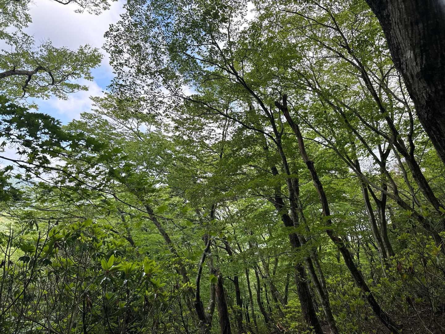 新緑に癒されて歩きました