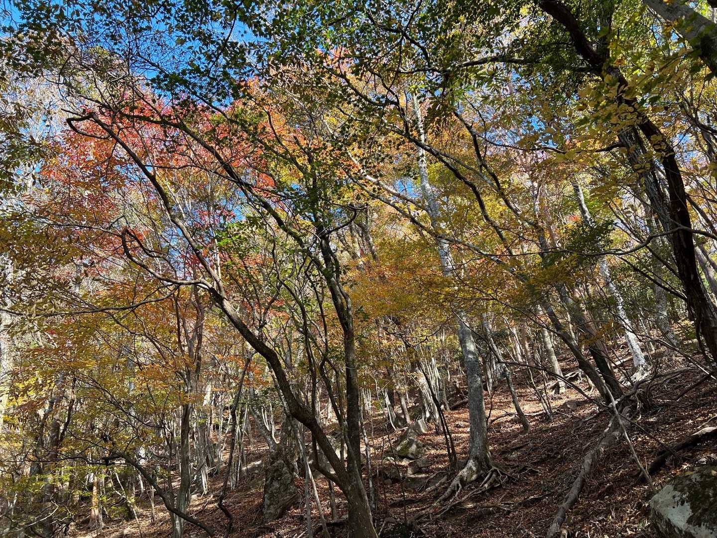 局ヶ岳 往復コースの写真