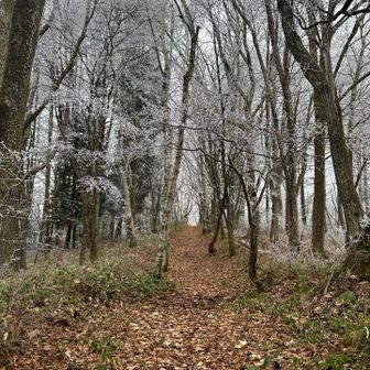 樹氷が綺麗でいい感じの雰囲気です♪