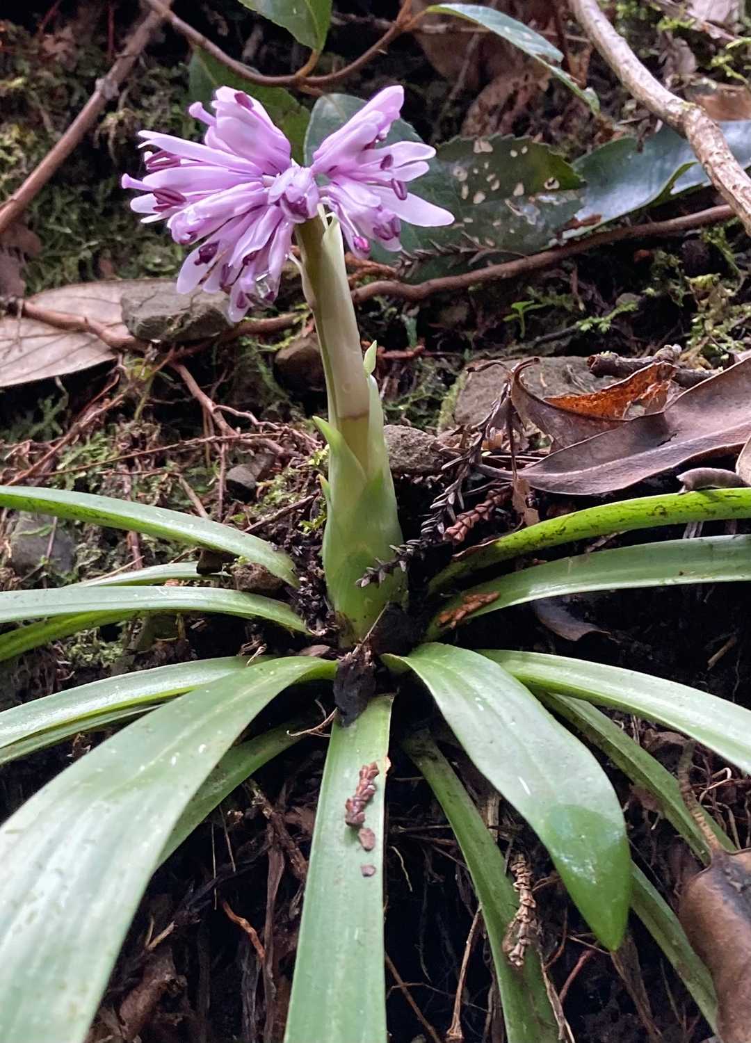 ショウジョウバカマ🌸
