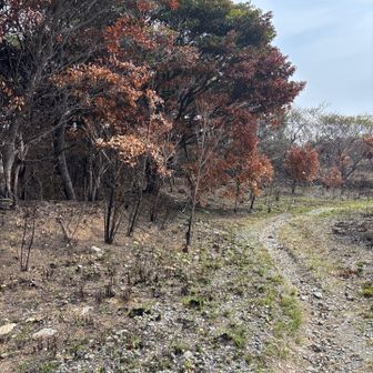 こんだけ焼いても
山火事にならんのやね