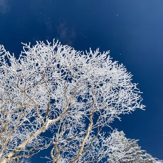 カルロス　コーン