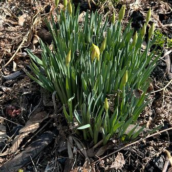 大文字の近くにスイセン?