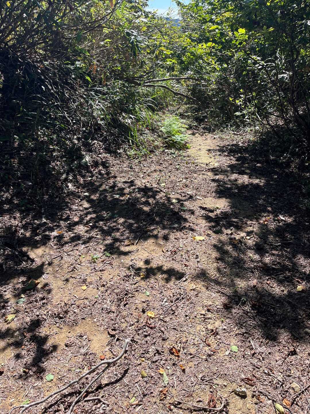 廃林道に出た。