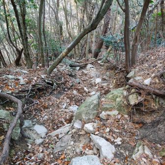 縦走路の東側下りはとにかく足にくる😥　
去年に右膝をやっちまったのも東半縦走した時、それ以来のリベンジ🔥