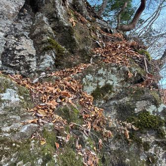 この岩登りが最大の難関です。かべ登りです。手がかり足がかりが少なく、いつもは不安でつかまないトラロープがなければ登れませんでした。木の根もやわです。落ちたらアウトなので撤収も考えた崖です。