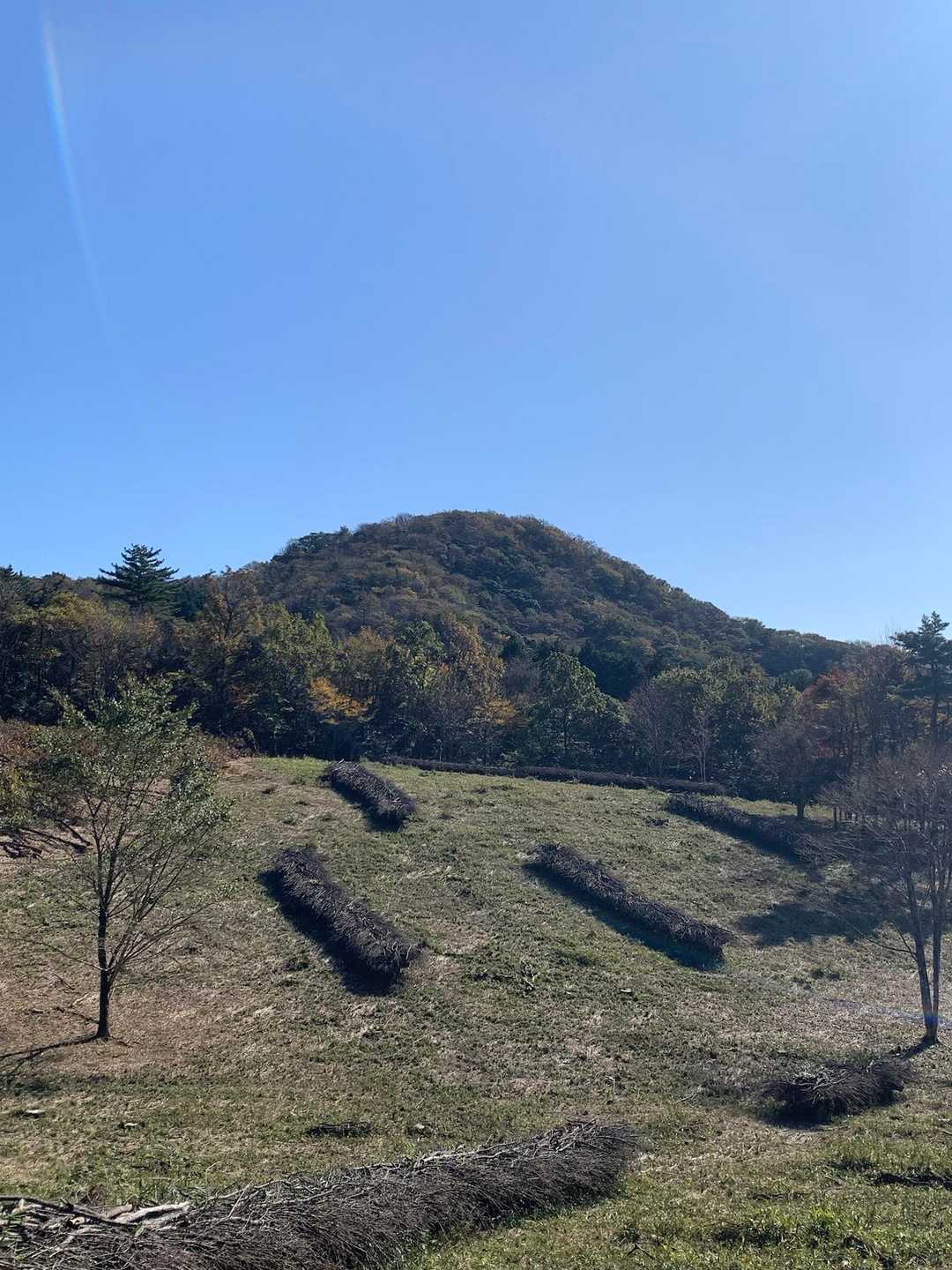 振り返って小鹿山。
手入れされたクヌギ林には
椎茸のホダ木が整然と養生されています。