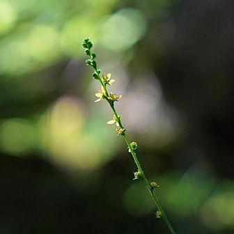 ここら辺からオンマ谷でお花が沢山
リスも探さなくては👀

ヒメキンミズヒキ