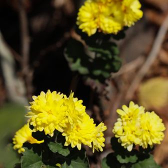 黄色いキクの類かと