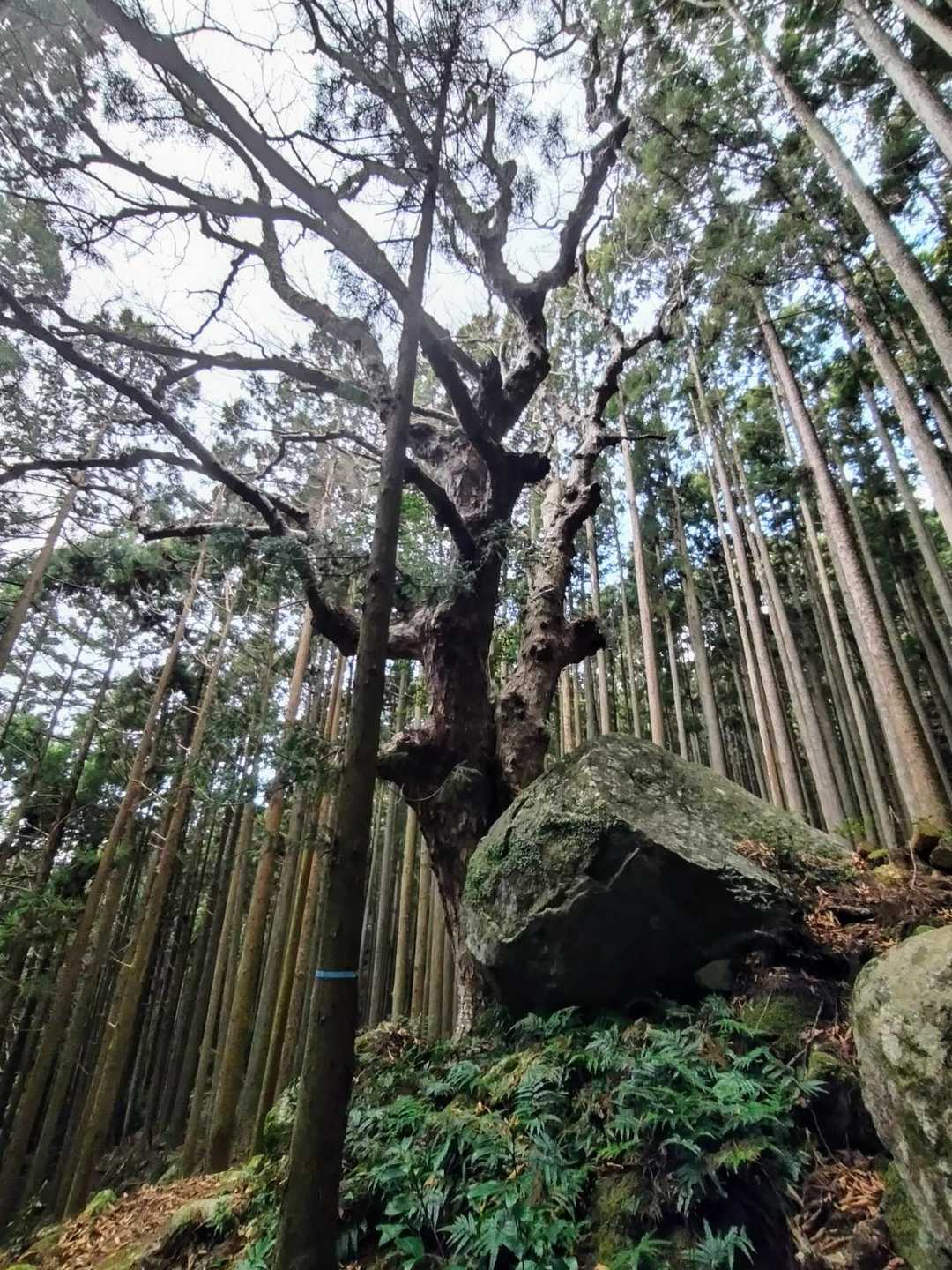 🌳🪨