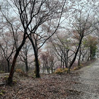 桜並木が貸切り状態。雨の日の特権かな。