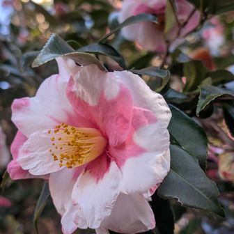 冬を彩る鮮やかな椿