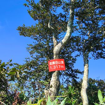少し離れた気に山頂標識。