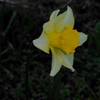 ラッパスイセン