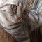 猫おじさん