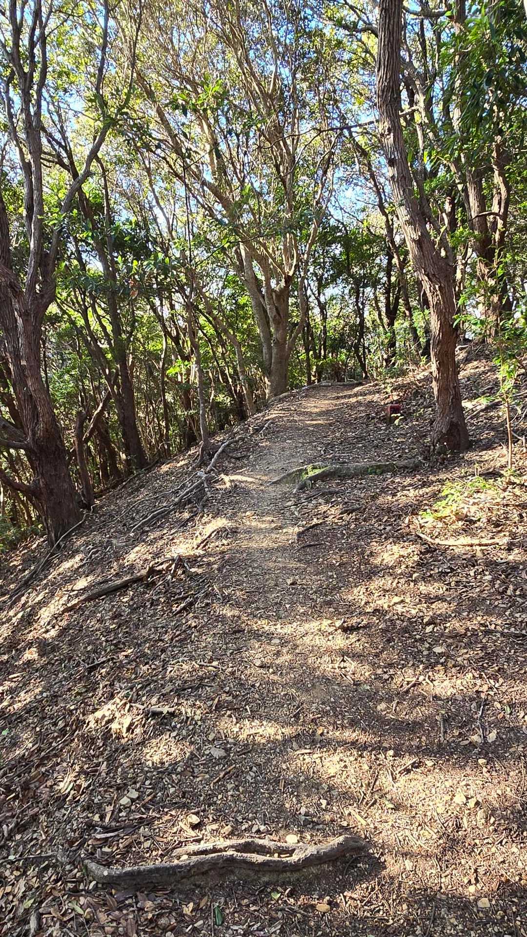 横山に向かいます。
歩きやすい道