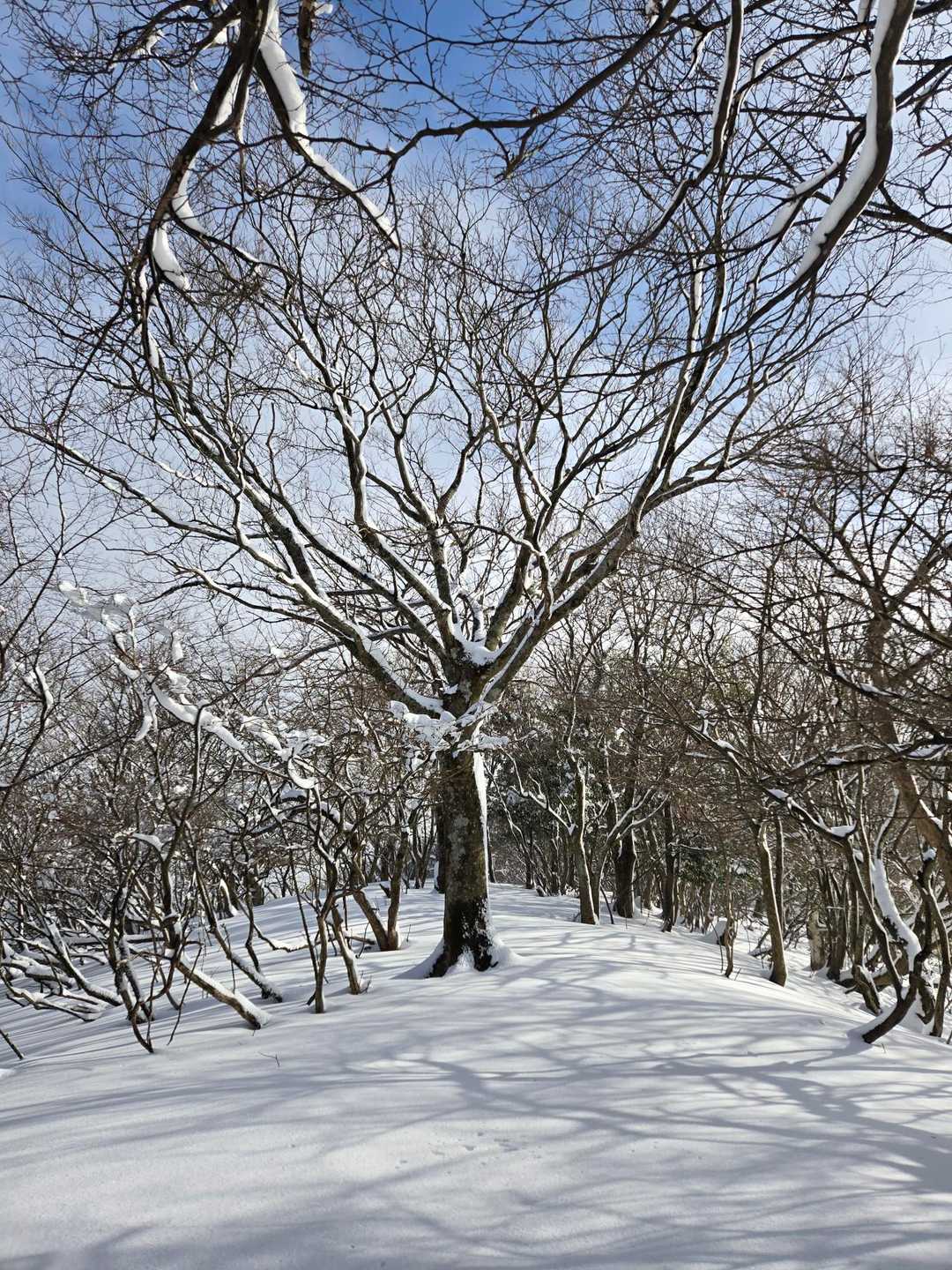 雪景色❄キラキラ
