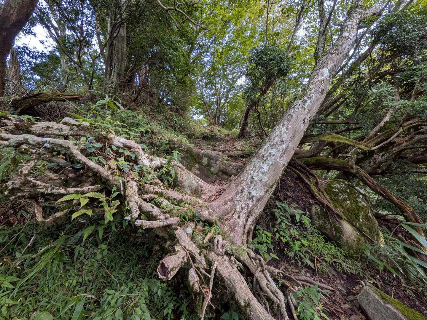 倒れてる木を・・・