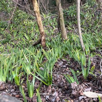 シャガ、まだ咲かない