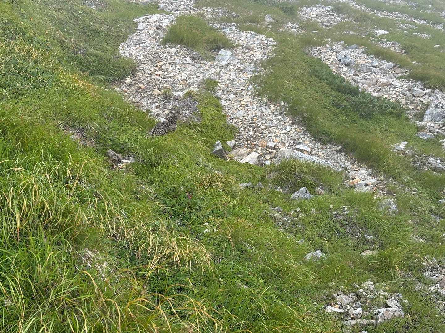 雷鳥の親とヒナ二匹、初めて自分で発見！😅