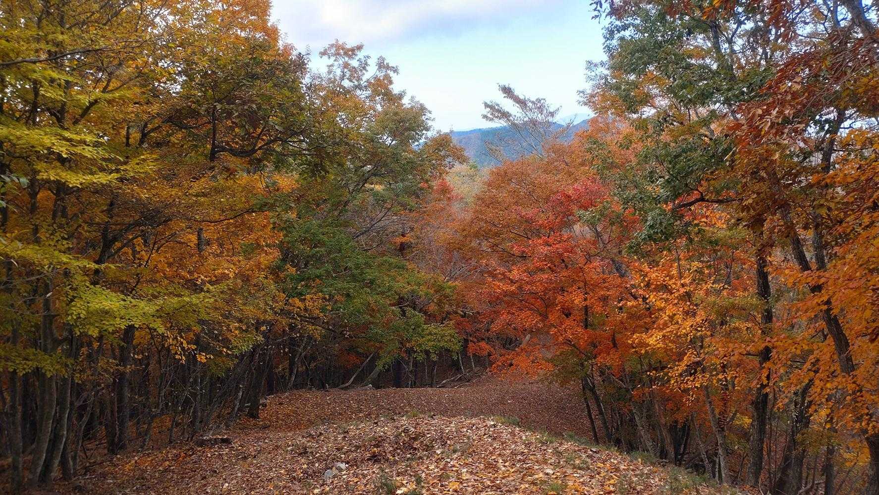 紅葉ハイク