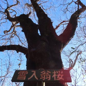 翁桜に到着
見上げると仰け反るほどの巨木でした。春に桜が咲いたら綺麗なのは間違いないですね！